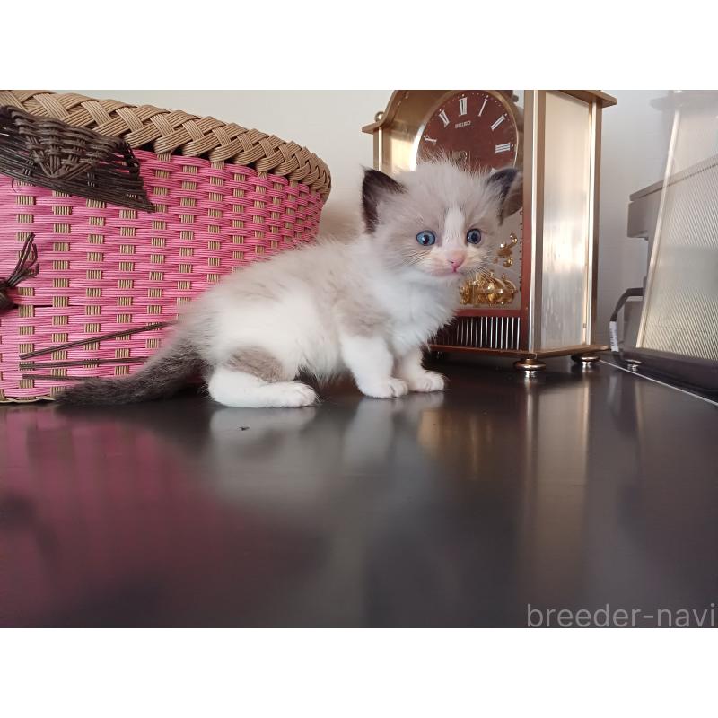 販売中の東京都のラグドール-132765の9枚目