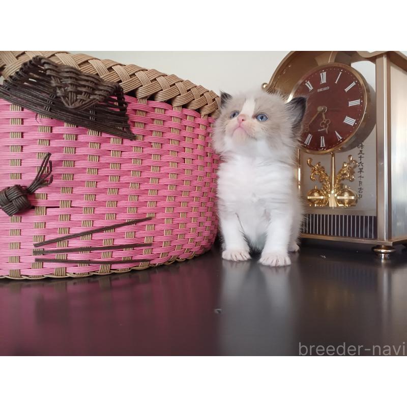 販売中の東京都のラグドール-132765の8枚目