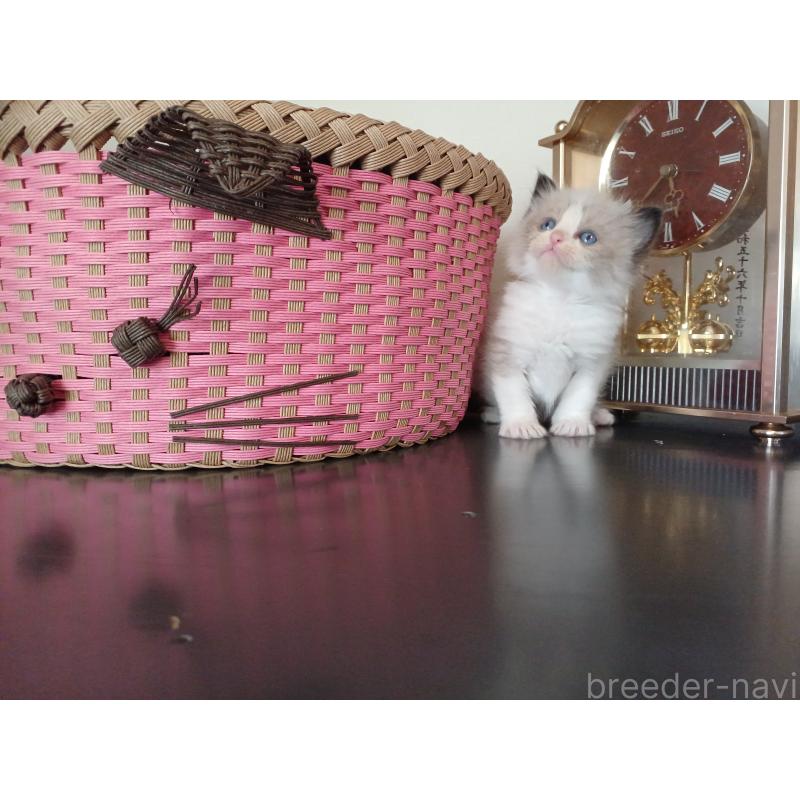 販売中の東京都のラグドール-132765の7枚目