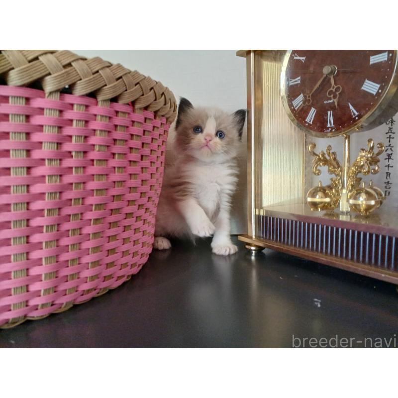 販売中の東京都のラグドール-132765の6枚目