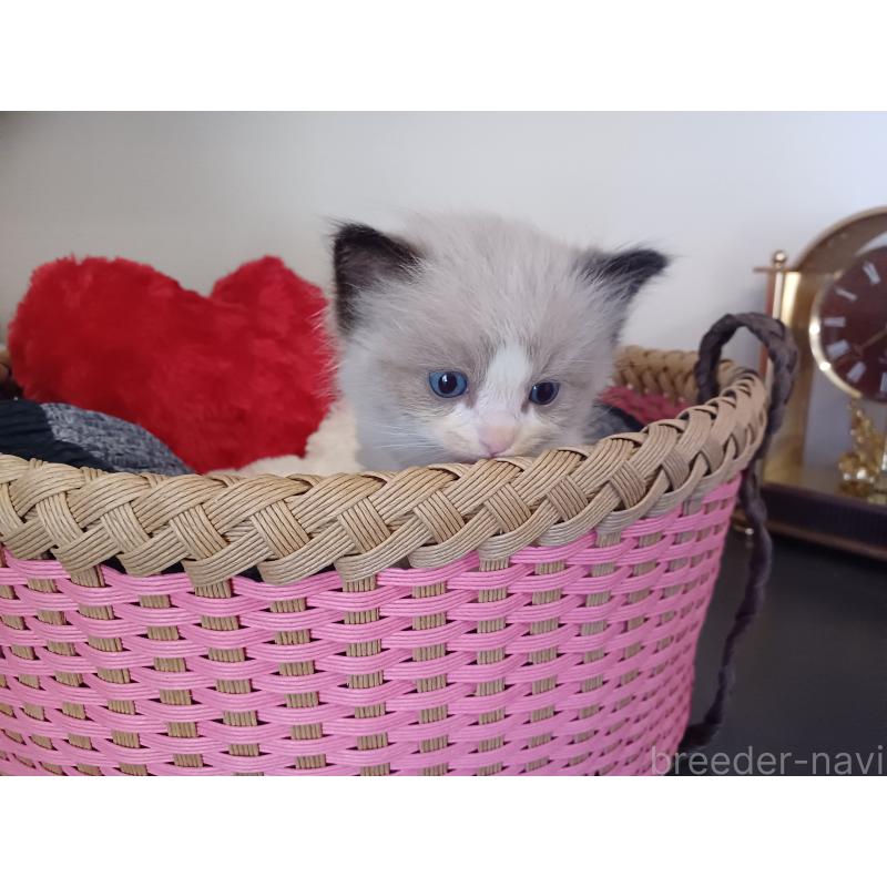 販売中の東京都のラグドール-132765の5枚目