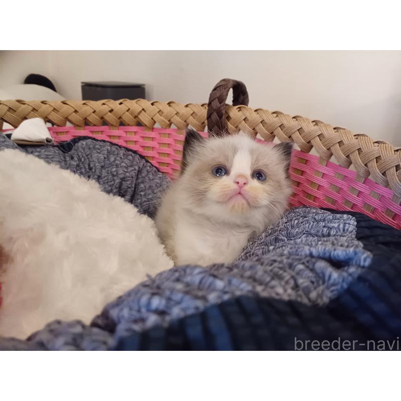 販売中の東京都のラグドール-132765の4枚目