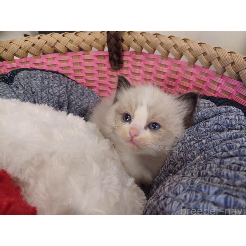 販売中の東京都のラグドール-132765の3枚目