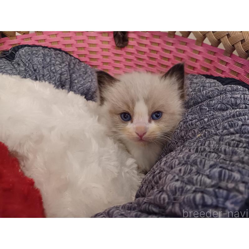 販売中の東京都のラグドール-132765の2枚目