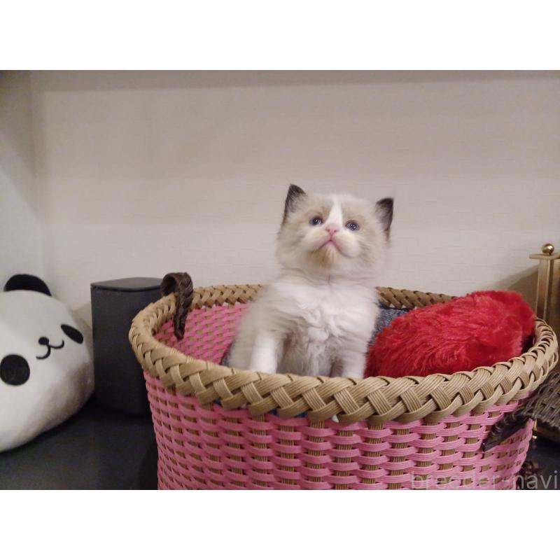 販売中の東京都のラグドール-132766の8枚目