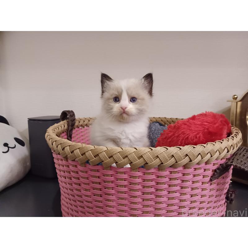 販売中の東京都のラグドール-132766の7枚目