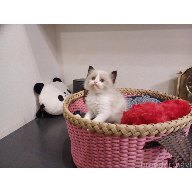 販売中の東京都のラグドール-132766の6枚目