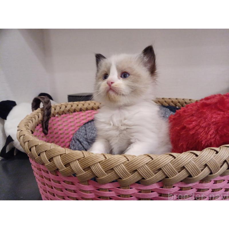 販売中の東京都のラグドール-132766の5枚目