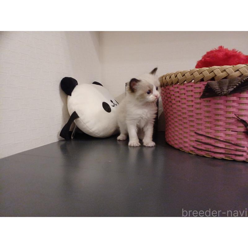 販売中の東京都のラグドール-132766の4枚目