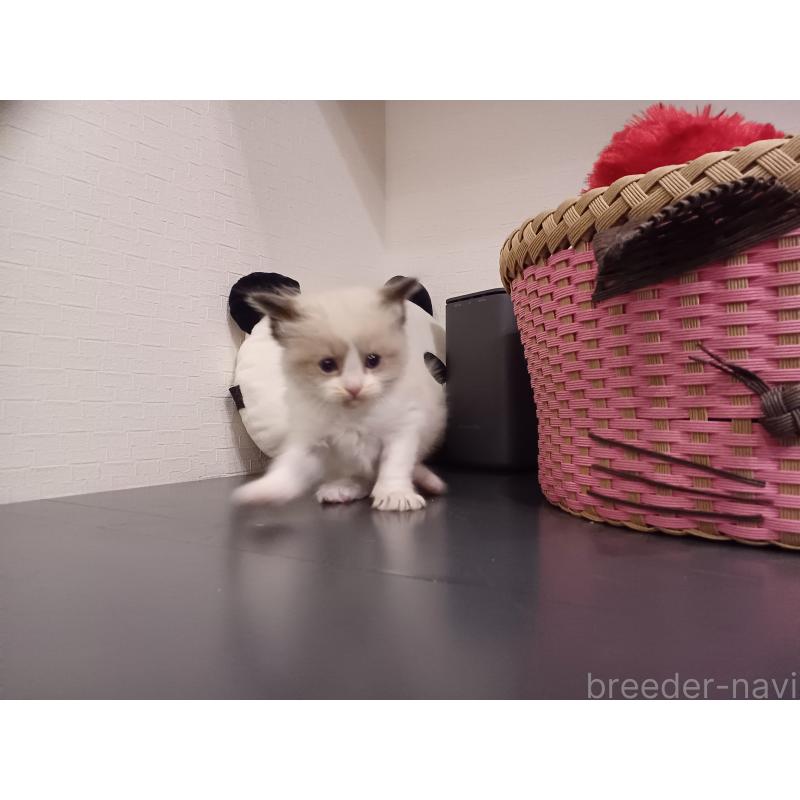 販売中の東京都のラグドール-132766の3枚目