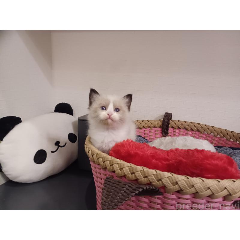 販売中の東京都のラグドール-132766の2枚目