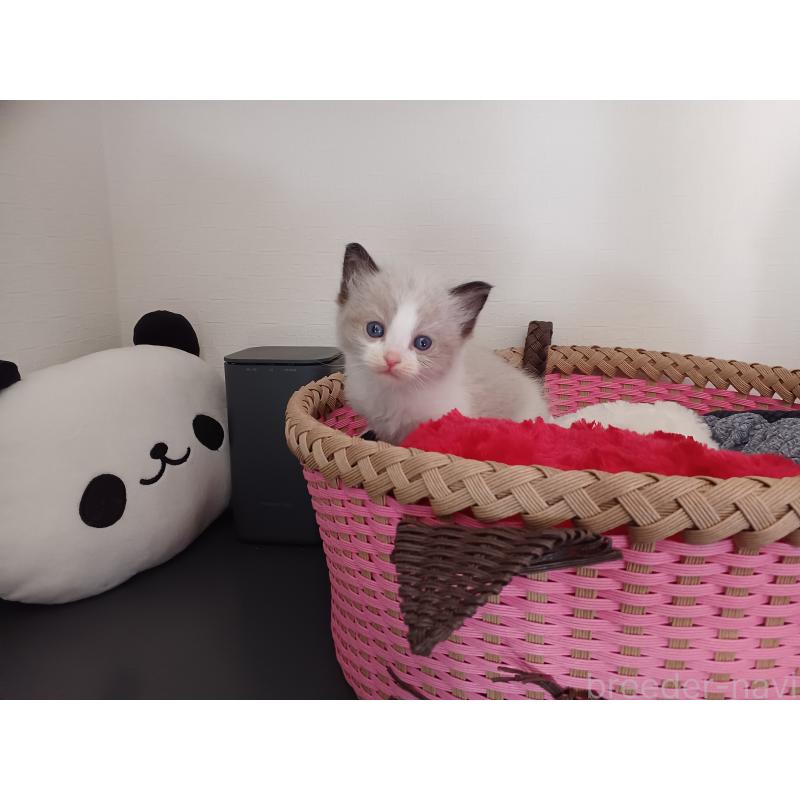 販売中の東京都のラグドール-132767の10枚目