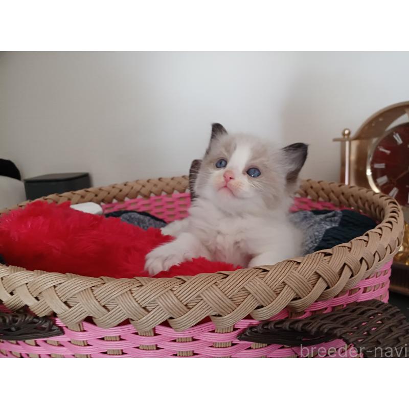 販売中の東京都のラグドール-132767の9枚目