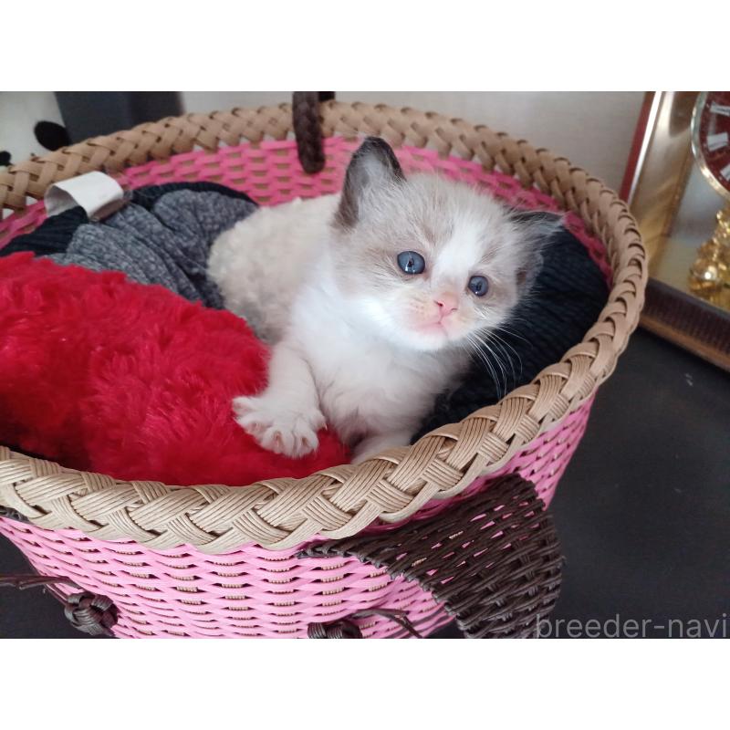 販売中の東京都のラグドール-132767の8枚目