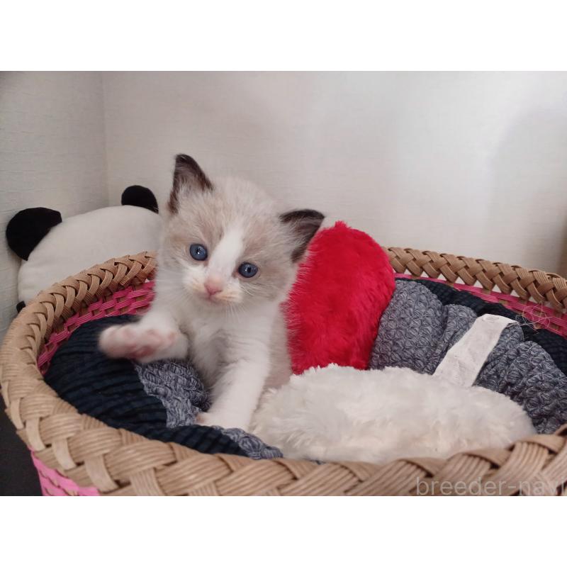 販売中の東京都のラグドール-132767の7枚目