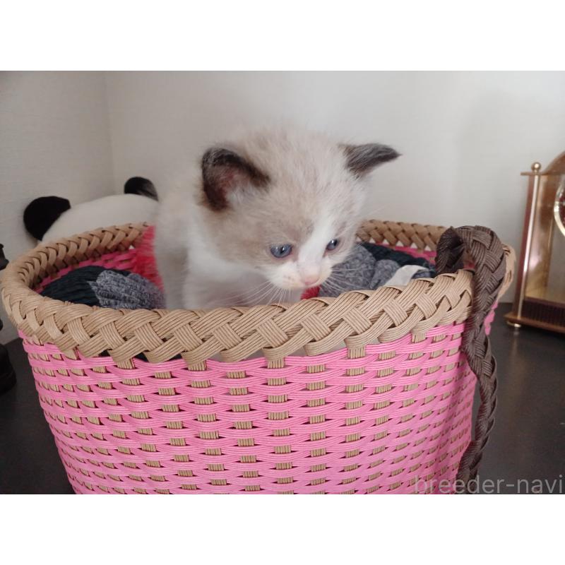 販売中の東京都のラグドール-132767の6枚目