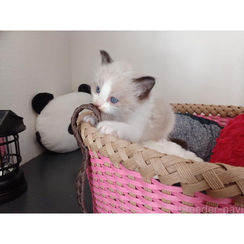 販売中の東京都のラグドール-132767の5枚目