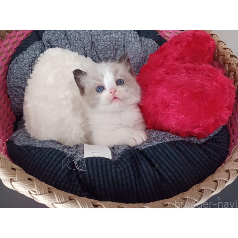 販売中の東京都のラグドール-132767の4枚目