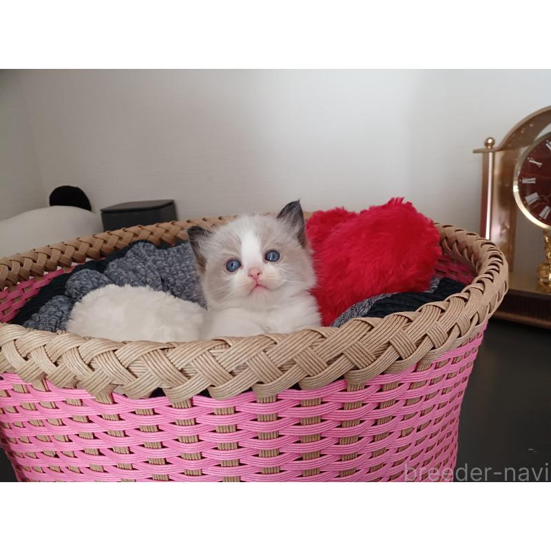 販売中の東京都のラグドール-132767の3枚目