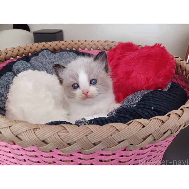 販売中の東京都のラグドール-132767の2枚目