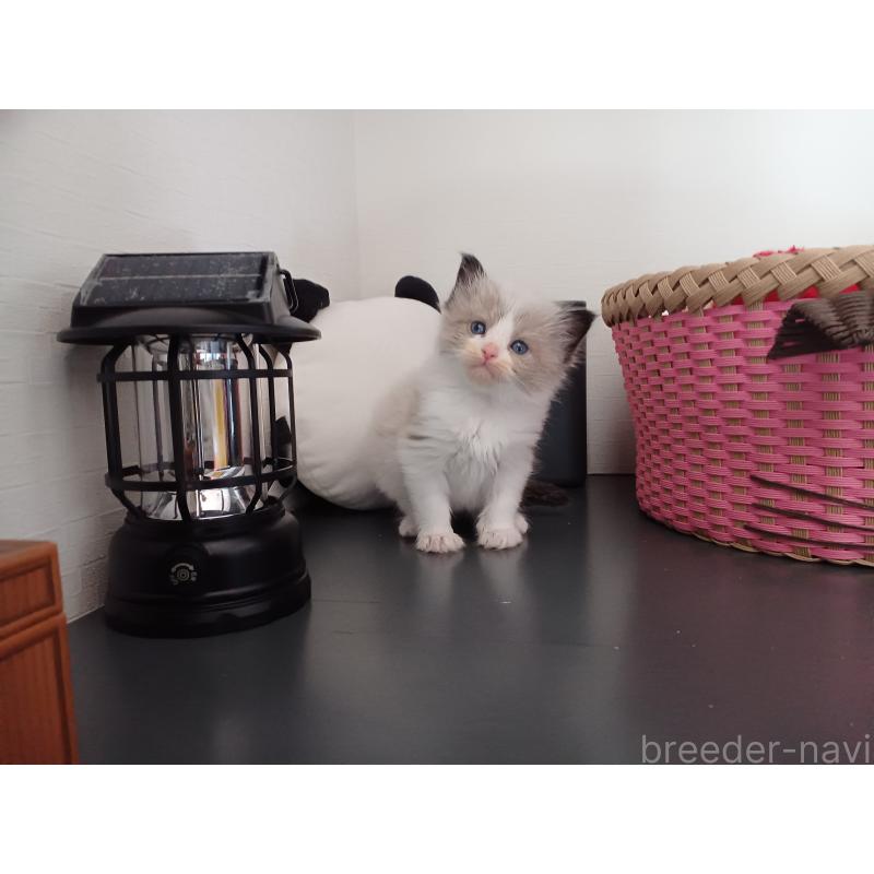 販売中の東京都のラグドール-132768の9枚目