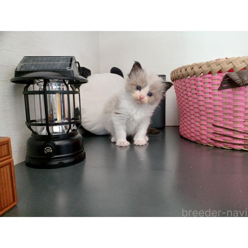 販売中の東京都のラグドール-132768の8枚目