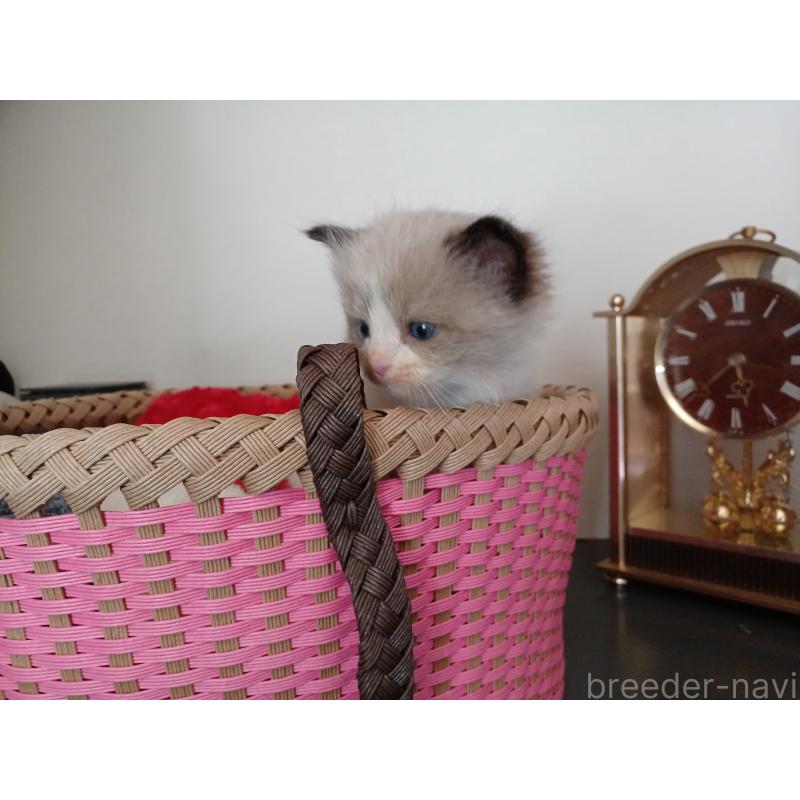 販売中の東京都のラグドール-132768の7枚目