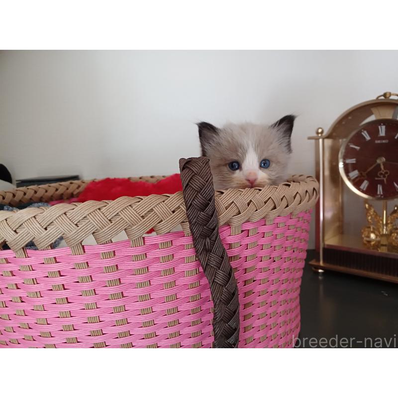 販売中の東京都のラグドール-132768の6枚目