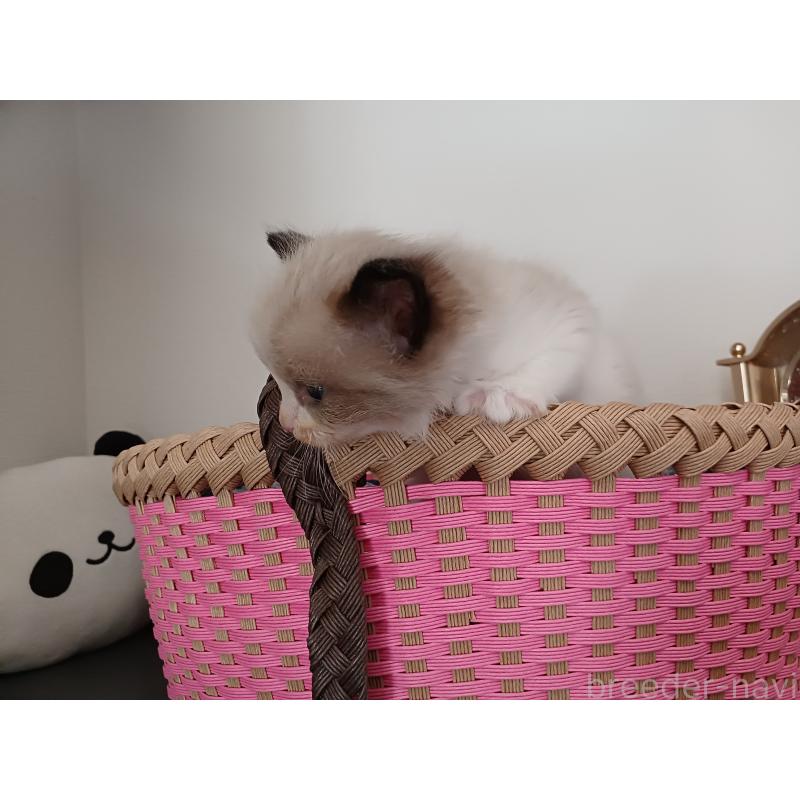 販売中の東京都のラグドール-132768の5枚目