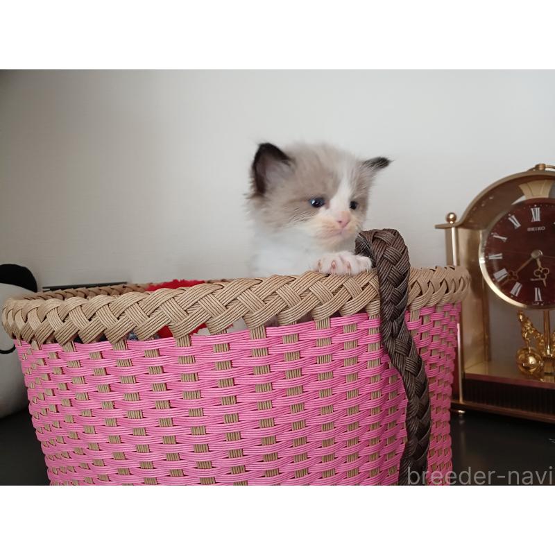 販売中の東京都のラグドール-132768の4枚目