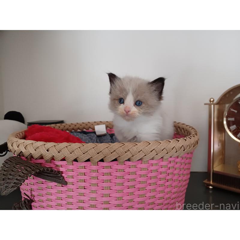 販売中の東京都のラグドール-132768の3枚目