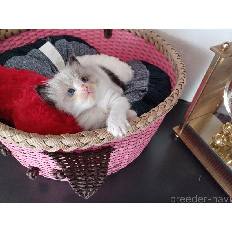 販売中の東京都のラグドール-132768の2枚目