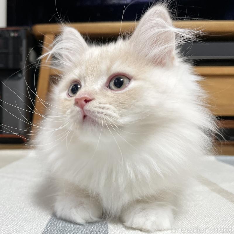 販売中の愛知県のミヌエット-129449