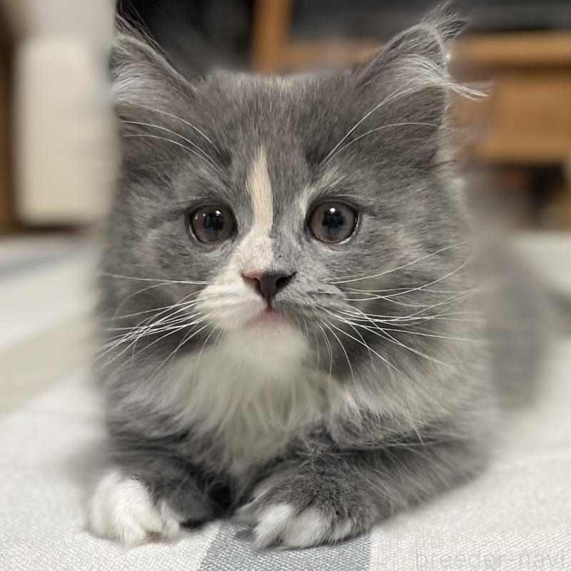 販売中の愛知県のミヌエット-129450