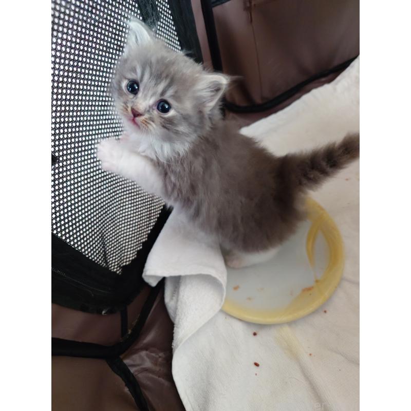 商談中の栃木県のサイベリアン-132688の30枚目