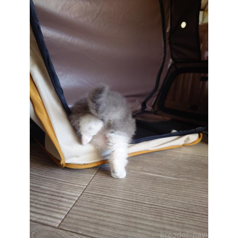 商談中の栃木県のサイベリアン-132688の29枚目