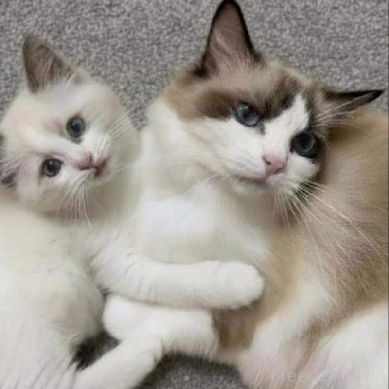 販売中の沖縄県のラグドール-132770の4枚目