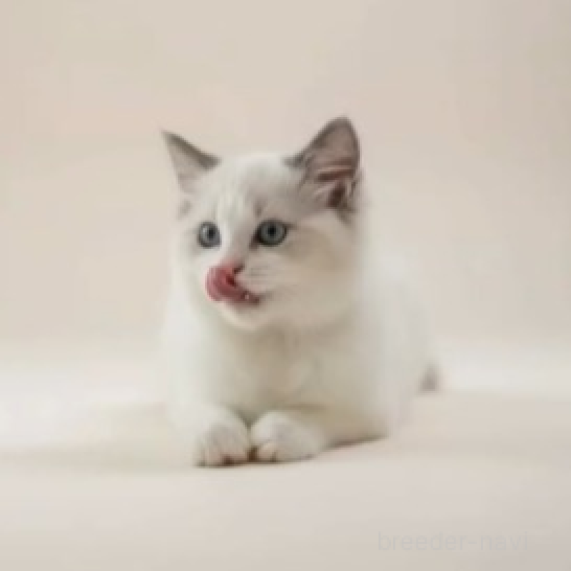 販売中の沖縄県のラグドール-132770の3枚目