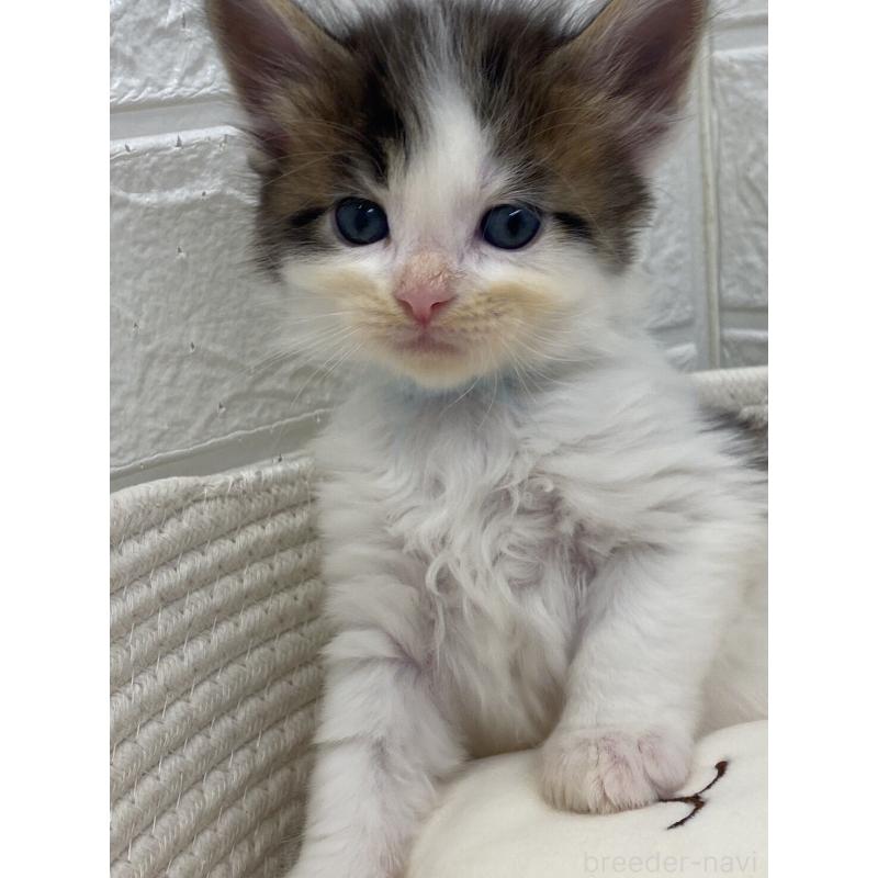 販売中の埼玉県のメインクーン-132771の17枚目