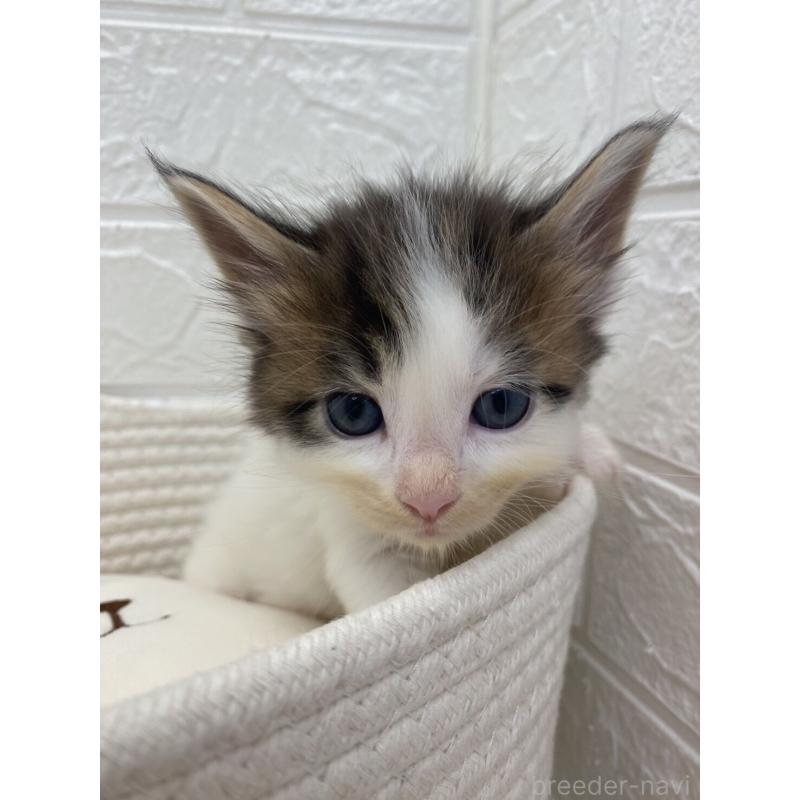 販売中の埼玉県のメインクーン-132771の16枚目