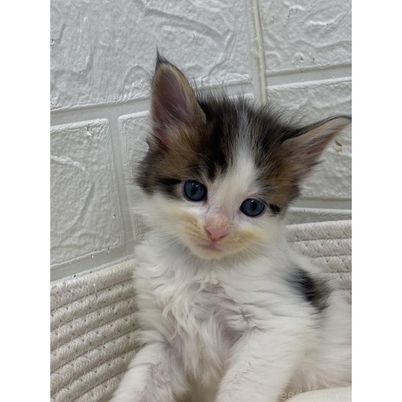 販売中の埼玉県のメインクーン-132771の15枚目