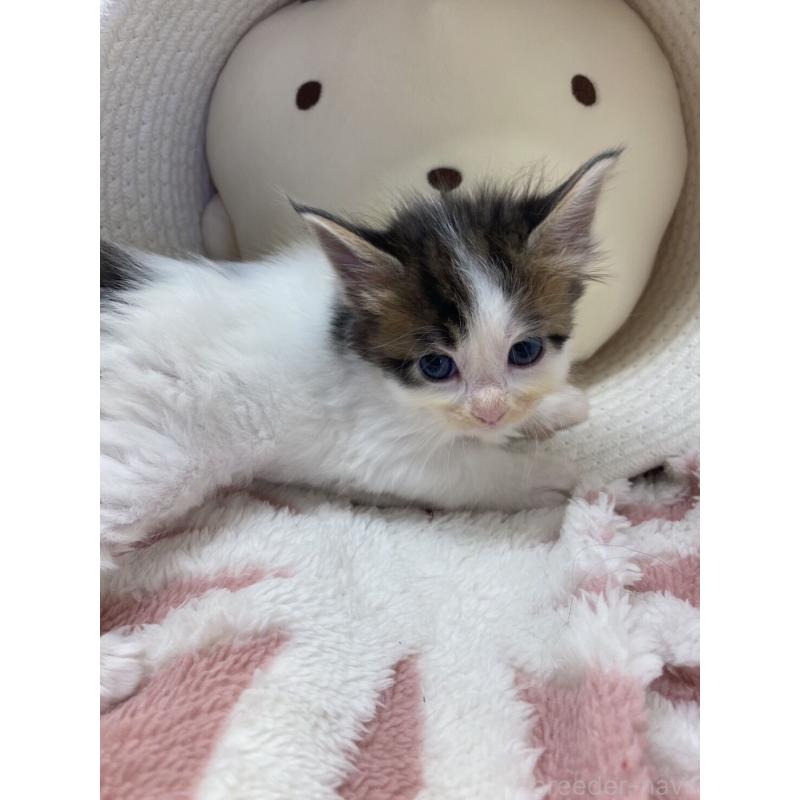 販売中の埼玉県のメインクーン-132771の14枚目