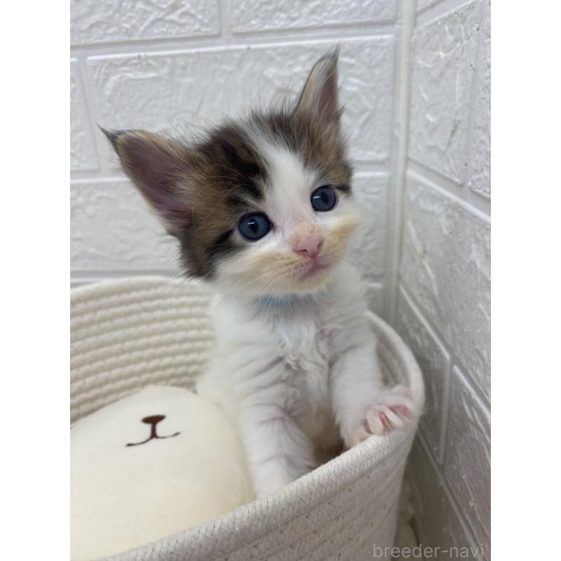 販売中の埼玉県のメインクーン-132771の13枚目