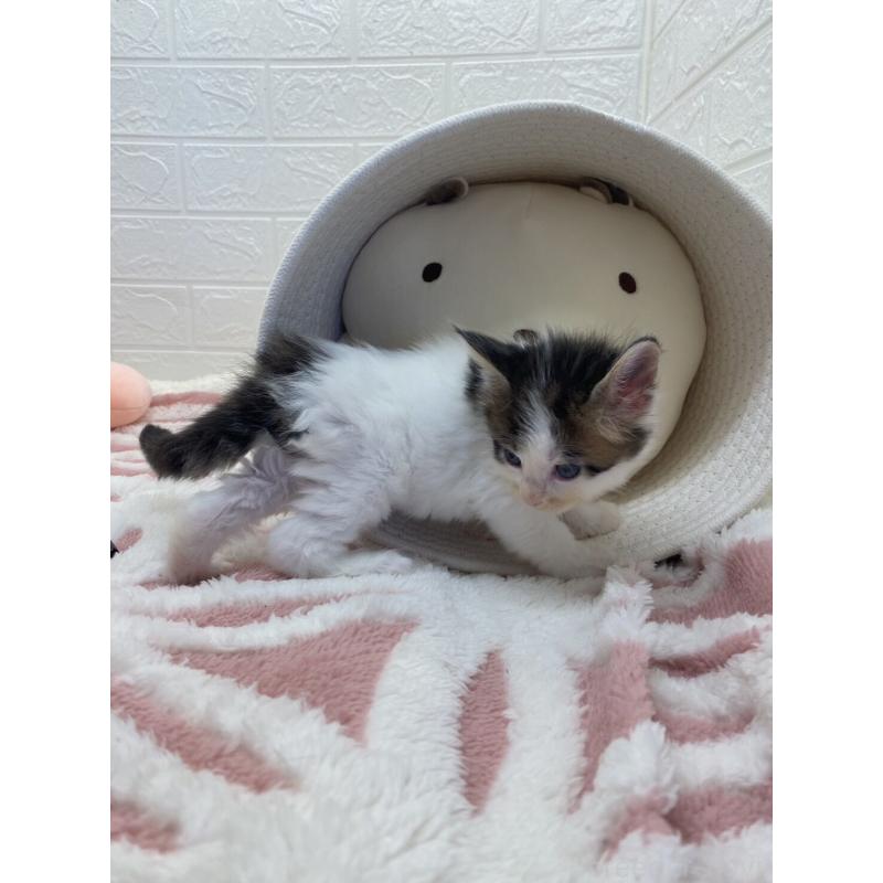 販売中の埼玉県のメインクーン-132771の12枚目