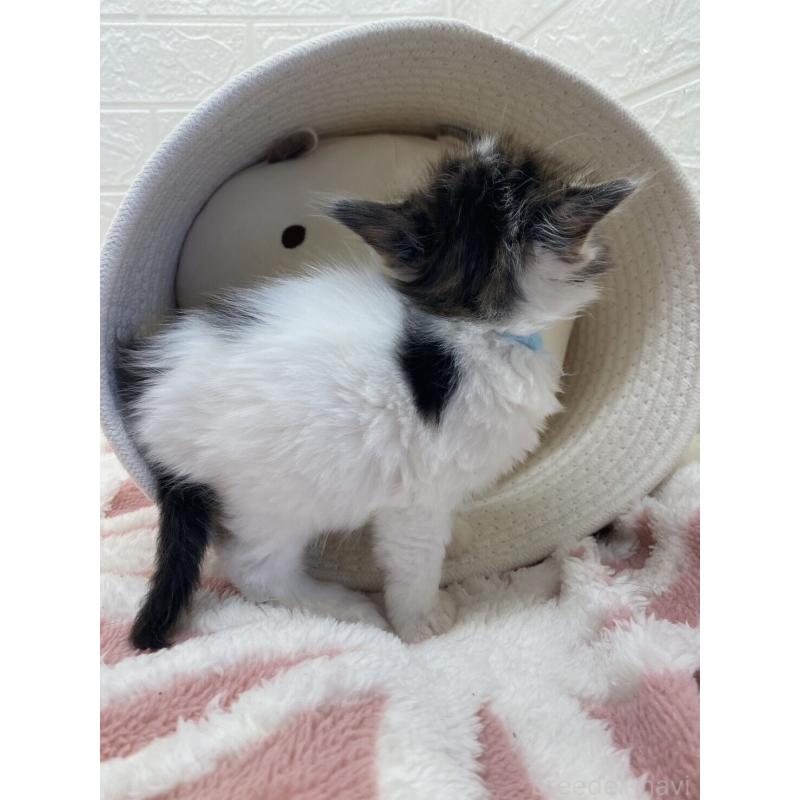 販売中の埼玉県のメインクーン-132771の11枚目