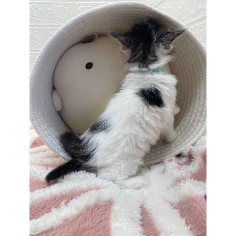 販売中の埼玉県のメインクーン-132771の10枚目