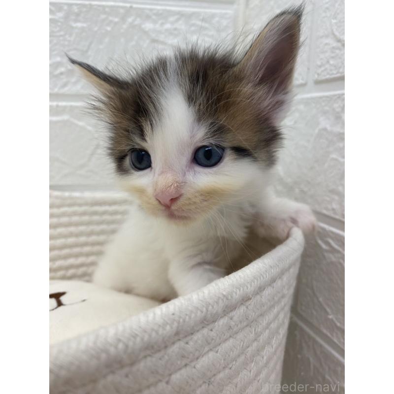 販売中の埼玉県のメインクーン-132771の9枚目