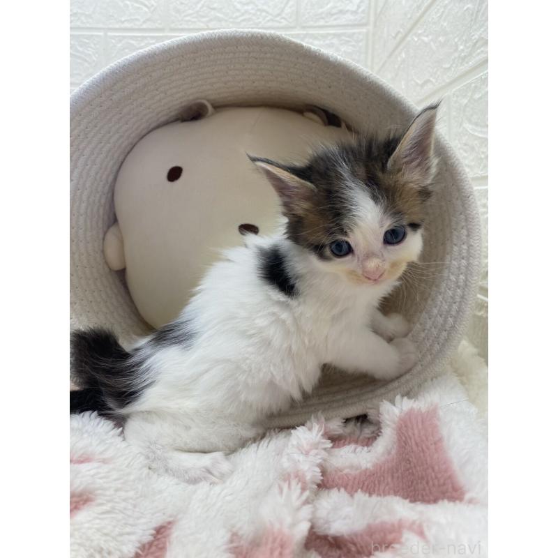 販売中の埼玉県のメインクーン-132771の8枚目