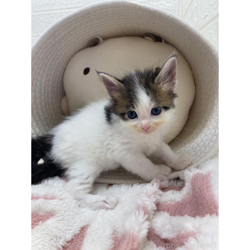 販売中の埼玉県のメインクーン-132771の7枚目