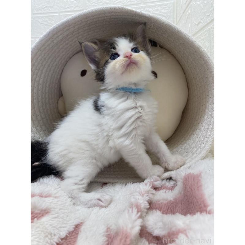 販売中の埼玉県のメインクーン-132771の6枚目